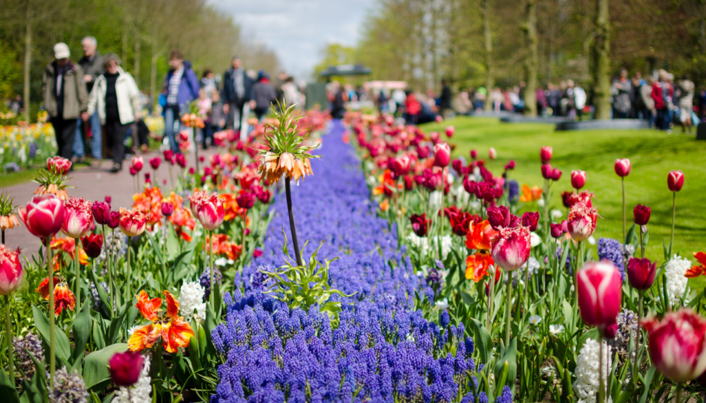 Top Locations for Tulip Viewing