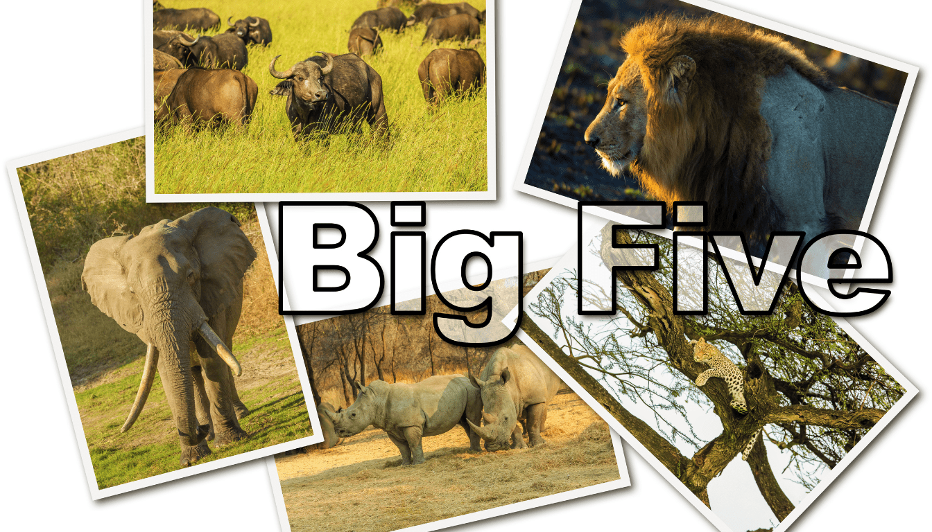 Top Safaris in Africa : the big five