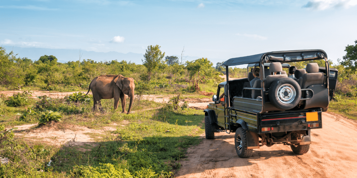 Top Safaris in Africa: Where to see the big five