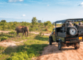 Top Safaris in Africa: Where to see the big five