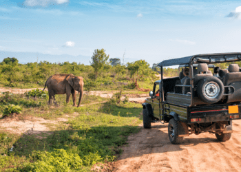 Top Safaris in Africa: Where to see the big five