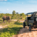 Top Safaris in Africa: Where to see the big five