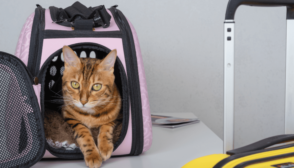 Traveling with Pets Checklist_ Must-Haves for the Journey