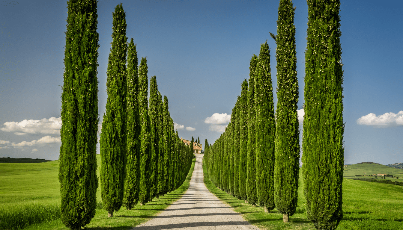 Tuscany's Winding Roads