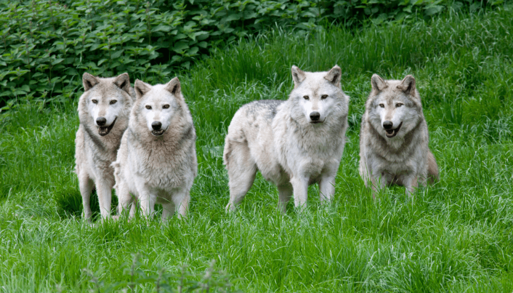 WOLVES AND WILDCATS OF SPAIN with Tom Svensson