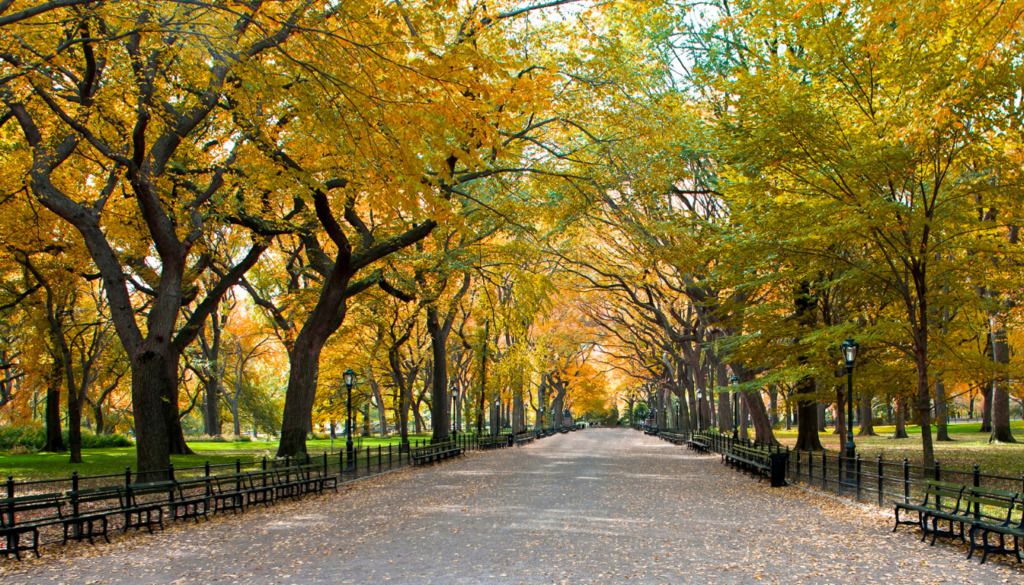 Wander Through the Iconic Central Park