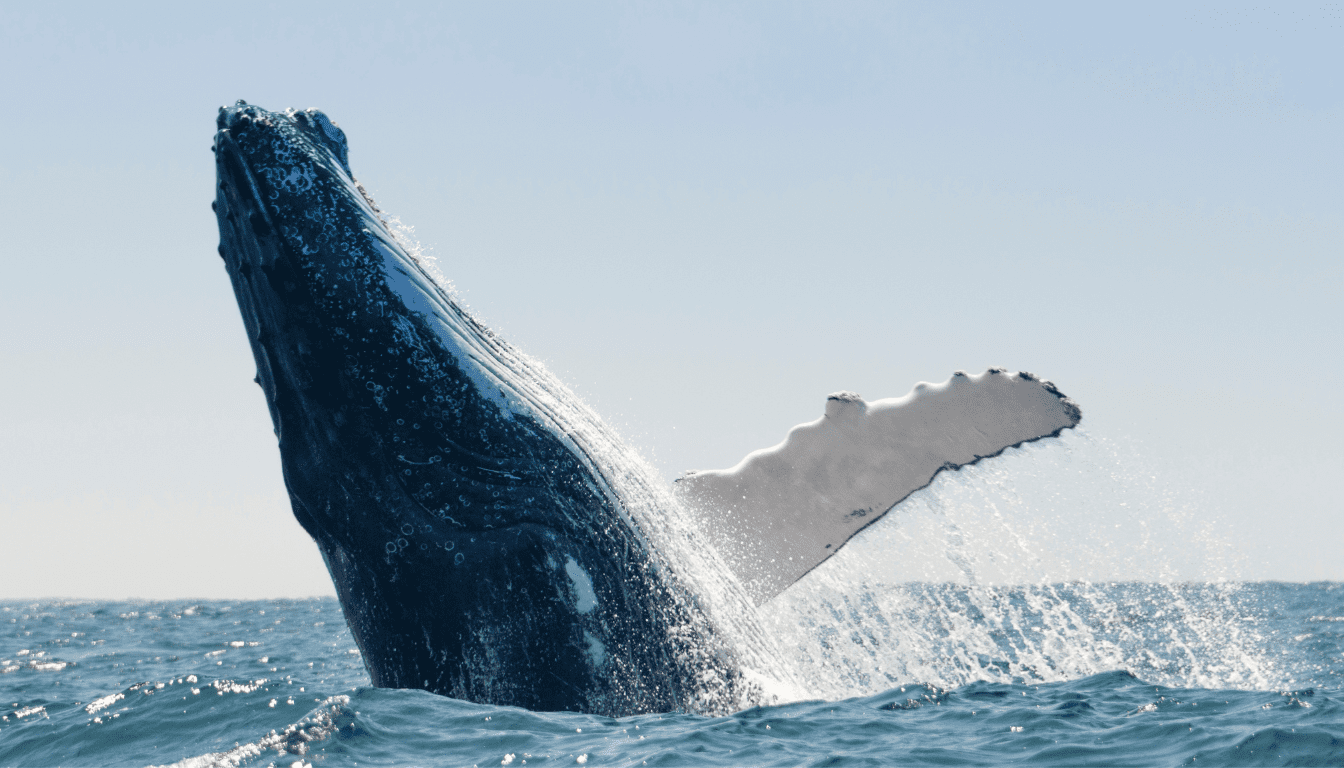 Whale Watching_ Majestic Encounters