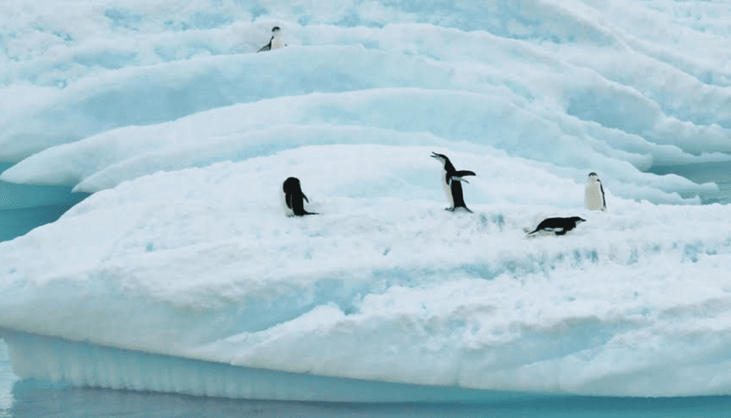 Why Travel to Antarctica with A&K