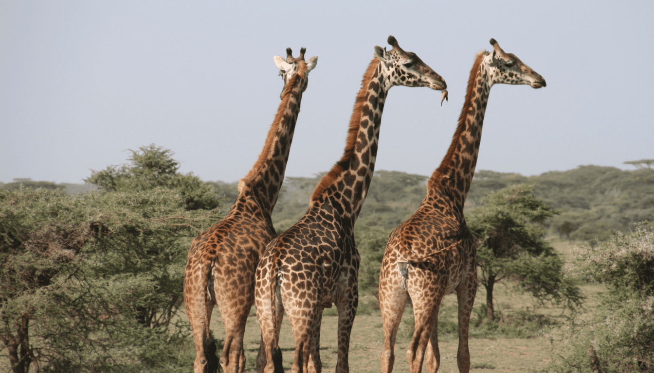 safari in Africa