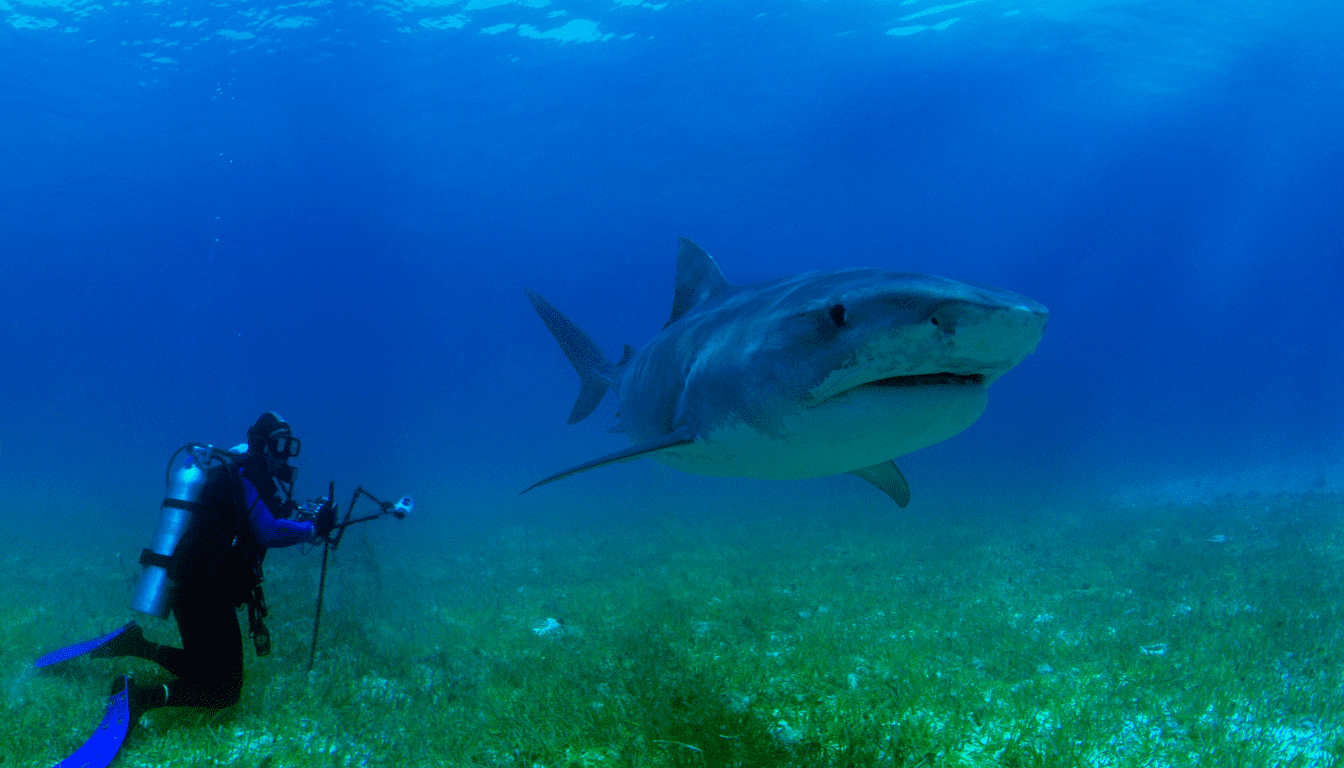 Scuba Diving and Shark Diving