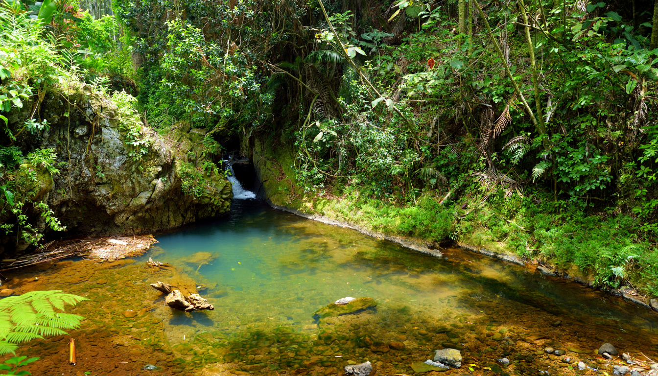 Step into a Tropical Paradise at the Hawaii Tropical Botanical Garden