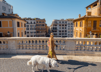 Traveling with Pets_ What You Need to Know Before You Go